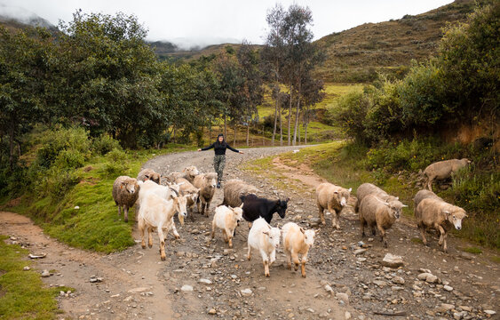 Hermosa toma de ovejas y cabras caminando por el sendero y una mujer posando detrás