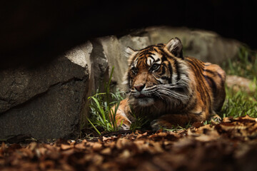 Tiger waits for his prey - Tiger hunts his loot