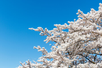 Cherry Blossoms in Amsterdam, Noord-Holland, The Netherlands, Europe