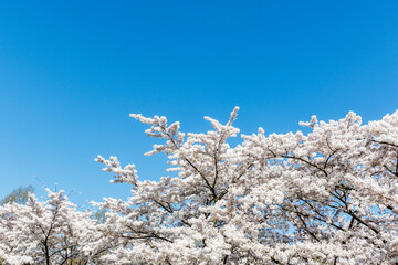 Cherry Blossoms in Amsterdam, Noord-Holland, The Netherlands, Europe