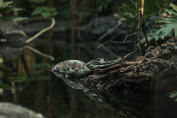A water reptile waits for his loot