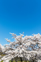 Cherry Blossoms in Amsterdam, Noord-Holland, The Netherlands, Europe