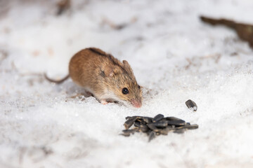 striped field mouse is small long-tailed mouse