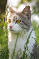 Beautiful bicolor white gray hunter cat with yellow eyes standing in high green grass watching into distance. Feline in summer nature. Kat, gato, katt, gato, kot, kissa, chat. Feline vertical portrait © vita