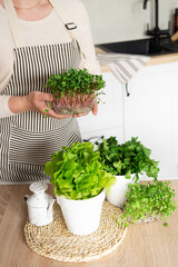 A woman in an apron holds a microgreen radish in her hands while standing in the kitchen. Home garden with microgreens, lettuce and rosemary on the table.
