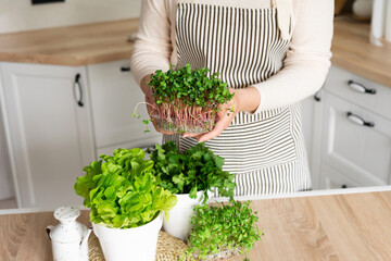 A woman in an apron holds a microgreen radish in her hands while standing in the kitchen. Home garden with microgreens, lettuce and rosemary on the table.