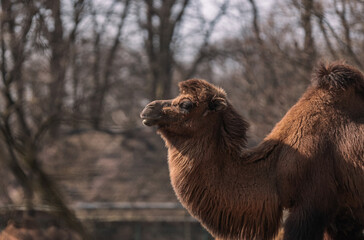 A camel is walking - here you can see his head