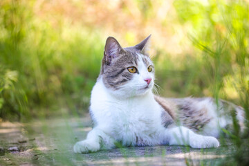 Tabby bicolor white and gray cat relaxing outdoors against green grass in spring garden. Feline on a street in sunny summer day. Kat, gato, katt, gato kot kissa. Feline lying on a lawn. Place for text © vita