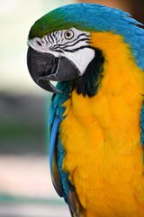 Obraz premium blue and yellow macaw