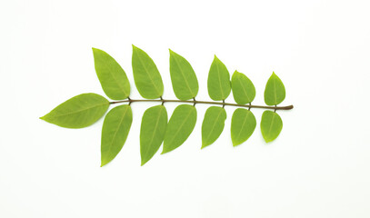 Carambola or Starfruit leaf in horizontal isolated on white background