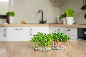 Containers with microgreens are on the table in the kitchen. A healthy herb food for cooking.