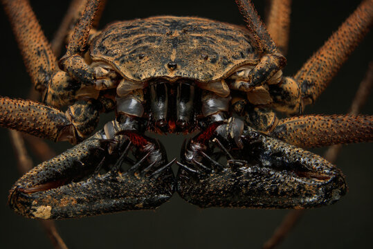 Closeup of an Amblypygi