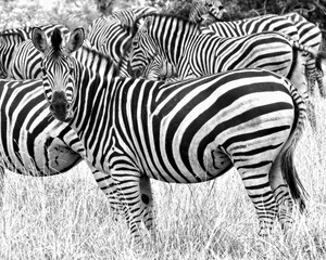 Closeup shot of zebras in the field, one of them looking at the camera © Philip Bøgel/Wirestock Creators