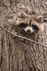 Vertical closeup shot of a raccoon hiding in a tree © Et Photographic/Wirestock Creators