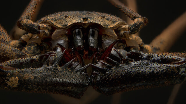 Closeup of an Amblypygi