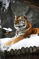 portrait of a tiger lying on snow