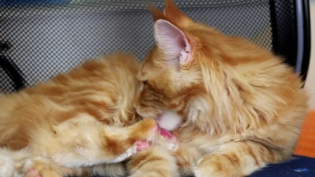 Beautiful red cat of the Maine breed lies on a chair and licks itself