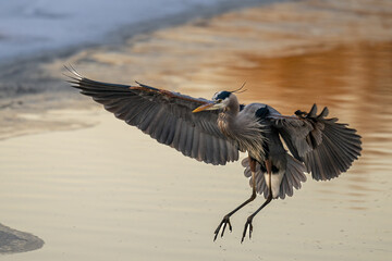 Beautiful shot of a great heron landing on a lake