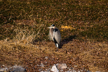 Gray great heron bird perched on a brown hill