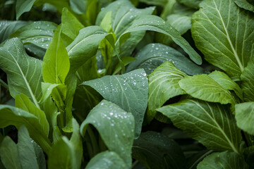 Closeup shot of a Fresh green vegetables