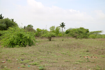 Landscape view of nature green farm