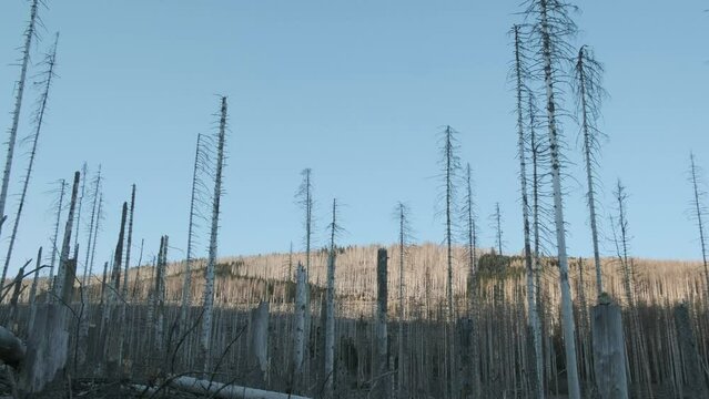 Low angle shot of forest destroyed from bark beetle infestation causing deforestation at daytime. Climate-change.