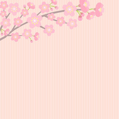 桜の花で飾ったピンク色ストライプの背景 - 春・お祝いの正方形のバナー素材
