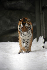 bengal tiger walking in snow