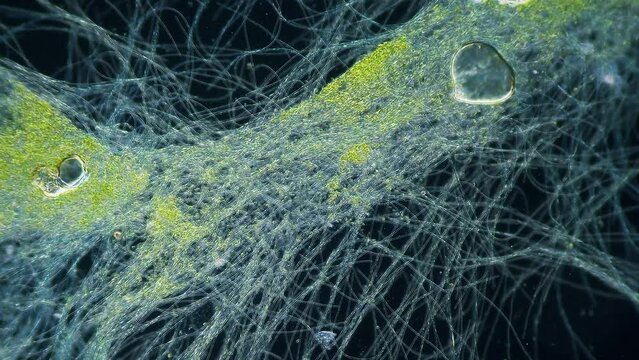 Blue green alga movement time lapse under microscope dark field