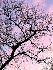silhouette of a tree