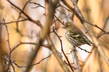 The Eurasian siskin, a female, a small passerine bird perching on a sunny day in a park. Brown and orange background with twigs.