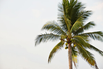 Obraz na płótnie Canvas Palmera con cocos en la playa, sobre un fondo de cielo azul.