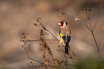 Closeup of a European goldfinch on a plant branch