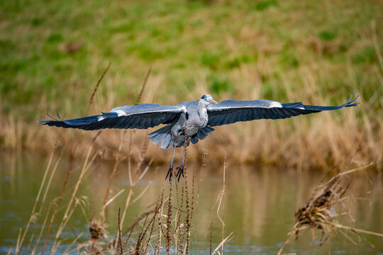 Closeup shot of storks on the lake in Germany, Hessen, Nidda, Karben