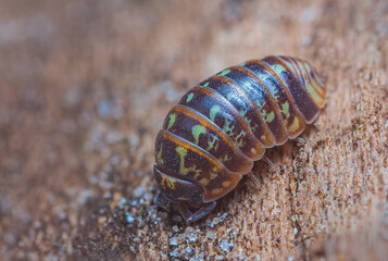 Closeup of a common pill-bug, Armadillidium pulchellum