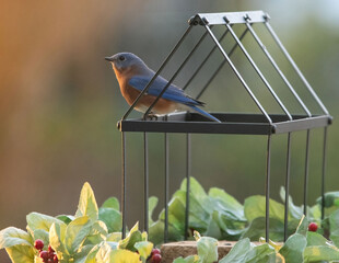 Closeup shot of the Eastern Bluebird perched on the small metal cage against a blurred background