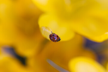 Ladybug is walking on the yellow crocus flower in spring. 