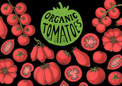 Tomatoes hand drawn illustration. Organic tomato design template. Vector illustration. Healthy food frame. Ketchup package design elements. Tomato vegetable.