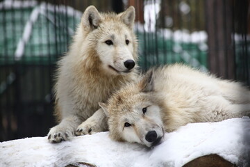 polar wolves having rest on the snow