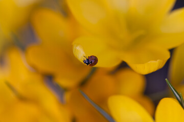 Ladybird is walking on the yellow crocus flower