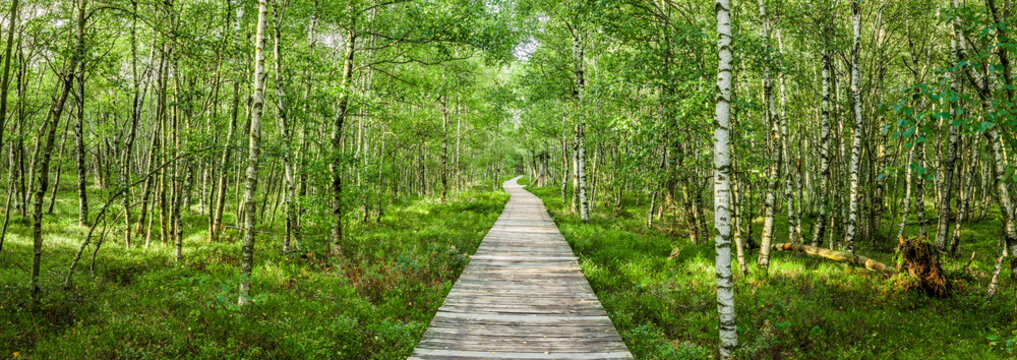 Bohlensteg durch den Karpaten-Birkenwald  im Roten Moor in der Hessischen Rh&ouml;n
