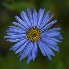 Closeup shot of Blue Aster flower head, family Asteraceae, Genus Aster