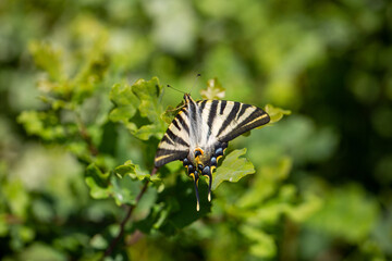 beautiful butterfly Iphiclides feisthamelii on a leaf. Biodiversity and species conservation.