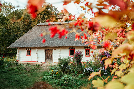 ancient historic Ukrainian house near which grows viburnum and flowers