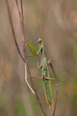 green praying mantis climbing up a branch. Biodiversity and species conservation.