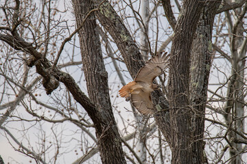Fototapeta na wymiar Red tailed hawk flies between trees with captured prey