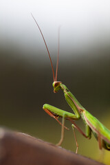 green sideways praying mantis. Biodiversity and species conservation. 