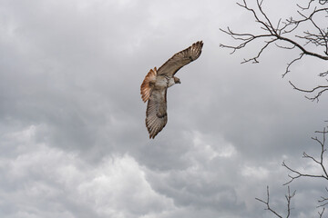 Red tailed hawk flies low on a cloudy day