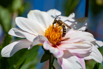 wasp in a flower. Biodiversity and species conservation