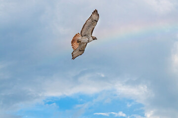 Red tailed hawk soars towards a rainbow in the sky